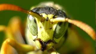 Französische Feldwespe Gallische Feldwespe Polistes dominula Macro Video Macro Movies [upl. by Champaigne]