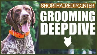 How To Groom Your GERMAN SHORTHAIRED POINTER [upl. by Arrek]