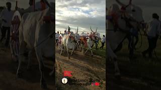 Bilur maidan race terabandi race shorts youtubeshorts cow bull bailrace [upl. by Rodgiva]