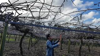 New Zealand KiwiFruit pruning [upl. by Idihsar]