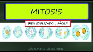 MITOSIS Fases Profase Metafase Anafase Telofase Significado Biológico División Célular FÁCIL [upl. by Asoramla]