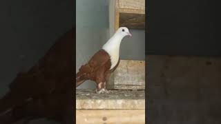 Laal karbalai pigeon 💗pigeon foryou pigeonbird kabutar kabootar multan layyah mandi [upl. by Akimyt]