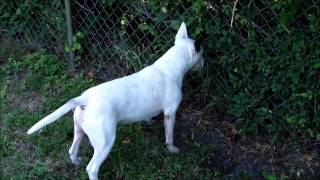 Family Dogs American Bull Terrier American Pitbull and Jack Russell Terrier [upl. by Idnim732]