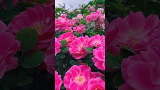 Good morning rose❤️🌹 flute music beautifulrosesnnature nature shorts flower love song [upl. by Aicilic496]