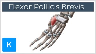 Flexor Pollicis Brevis Muscle  Origins amp Function  Human Anatomy  Kenhub [upl. by Inafets818]