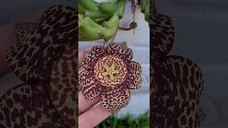 😍Orbea Variegata continua florindo orbea variegata suculentaspendentes stapelia meujardim [upl. by Hopfinger]