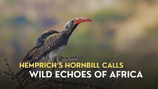 Hemprichs Hornbill  Rare Bird Calls from African Forests [upl. by Hairim704]