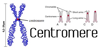 Centromere and kinetochore  chromosome structure and function [upl. by Osnofedli533]