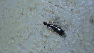 Unknown Earwig crawling HD [upl. by Nahpos]