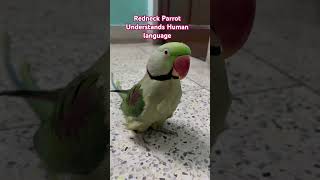 My parrot understands my language and try to communicate with me funnyanimals funny parrot viral [upl. by Eruot]