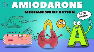 Amiodarone Mechanism of Action  How Amiodarone works  Amiodarone pharmacology and side effects [upl. by Jeannie]