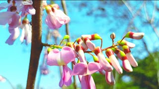 निसर्गाला चमक देणारे सुंदर गिरीपुष्प फुलA beautiful flower that brightens nature Gliricidia sepium [upl. by Stefan779]