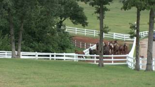 Lazy E Ranch  HD Short [upl. by Deys]