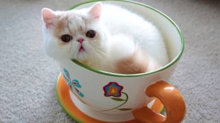 Jumbo Teacup Kitten [upl. by Det]