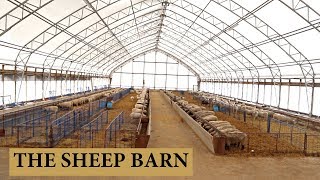 Our Sheep Barn Design and Layout Vlog 125 [upl. by Ellehc]