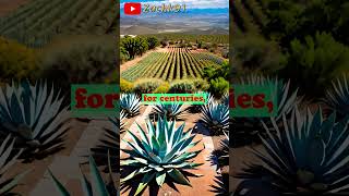 🌿Mezcaleros Trip to Mexico Exploring the Agave Landscape and Ancient Distilleries 🍹 Pt 1 [upl. by Eidaj]