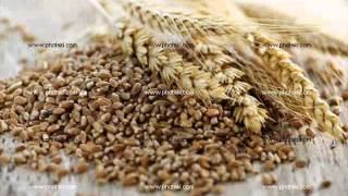 Sorgo Cebada y Trigo en la alimentación nutrición animal [upl. by Novanod]