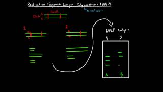 Restriction Fragment Length Polymorphisms [upl. by Inram]