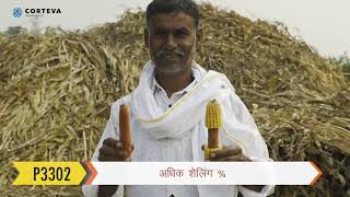 Pioneer Hybrid Corn Seed  P3302  Shyam Suryavanshi  Manegao Madhya Pradesh  Farmer Testimonial [upl. by Aisila]