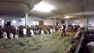 Feeding the Cows  Barn Work on a Small Dairy Farm [upl. by Samal]