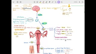 Polycystic Ovary Syndrome amp Amenorrhea [upl. by Aker]