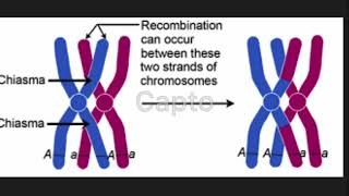 Chiasmata and Genetic Crossover BIOS 041 [upl. by Leizar]