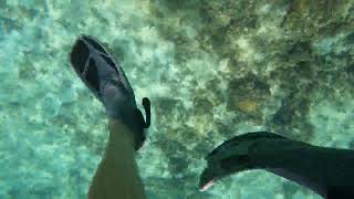 September 2024 Sharptail eel snorkeling negril jamaica [upl. by Anyek]