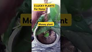 5 Lucky Plants Indoor Plants 5 शुभ पौधे indoor plants Lucky plantsviral trendinggardening [upl. by Estelle690]