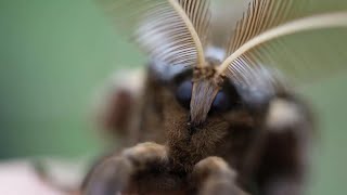 A Short Version of the Polyphemus Moth Life Cycle [upl. by Salahi463]