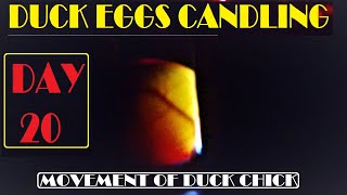 DUCK EGG CANDLING DAY 20 HOW TO CANDLE DUCK EGGS DAY 20  MOVEMENT OF DUCK CHICKS MIAN INVENTIONS [upl. by Accebor797]