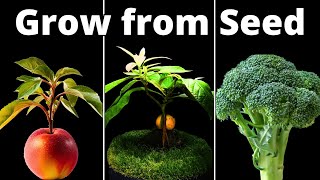 TOP 4 Plant Tutorials to Grow at HOME How To [upl. by Aihc]