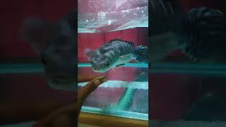 Upan ikan toman pakai belut [upl. by Etterb883]