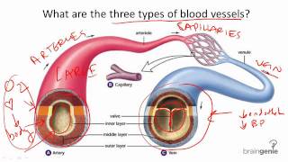 872 Blood Vessel Structure and Function [upl. by Julietta]