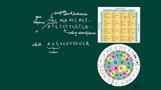 The genetic code codons nonoverlapping unambiguous and degenerate [upl. by Kassaraba]