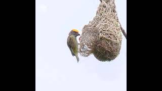 Streakedweaver Ploceus Manyarlocal name Manyar Jambulmaster nest builderStatus near threatened [upl. by Thayer]