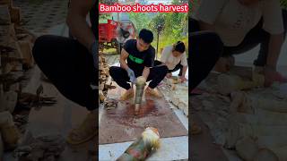 Bamboo shoot cultivation harvest easy and laborsaving trick Quick Cut。 竹筍種植收成輕鬆省力絕招！快速切割，簡單易學，鮮嫩美味 [upl. by Dott]