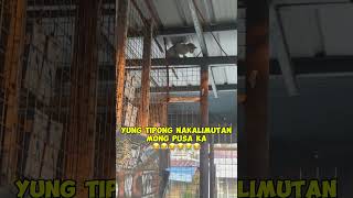 Pusang takot sa daga funny [upl. by Tedd832]