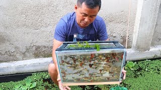 How to Produce Thousands of Different Varieties of GUPPIES [upl. by Durer658]