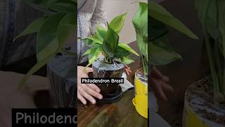 Plants from Ugaoo online  Money plant  Broken heart Fittonia shorts ugaoo plants [upl. by Nivrem]