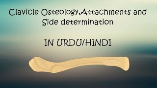 Clavicle InjuryOsteologyAttachment and side determination In HINDI  URDU [upl. by Mile]