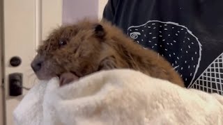 Baby Beaver Makes Cute Beaver Noises [upl. by Lolande]