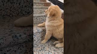 How to coax an angry and coquettish puppy Ask Chinese Pastoral Dog online Dog Cute Pet Debut Pla [upl. by Gnuh929]