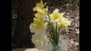 Daffodil Flower Arrangement [upl. by Toft]