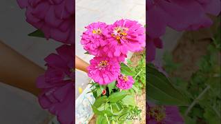 Zinnia Flowers beautiful organic zinnia rose garden ytshorts shorts satisfying [upl. by Hemetaf225]