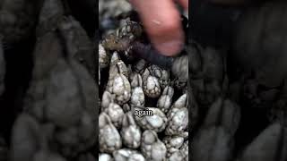 Why Gooseneck Barnacles Are 7 Times More Expensive Than Lobster [upl. by Annasoh]