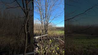 Ground setup for gun season illinois hunting whitetails shirts [upl. by Arlan]