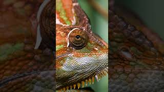 What is it about a chameleon’s eyes  NATURE Shorts  PBS [upl. by Jammal]