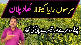 Fertilizer plan for mustard crop  Abid Ali Agrarian [upl. by Chaddie]