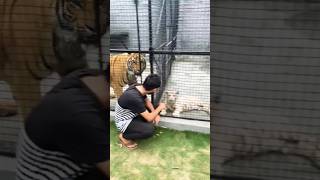 tiger  viral ytshorts tiger jungle9 [upl. by Ona]