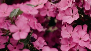 Pink Flowers Background  Backdrop  Smooth Loop  No Filter  10 Hours [upl. by Michaeline246]